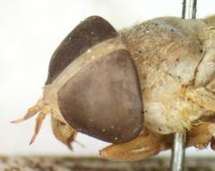 Chlorotabanus mexicanus