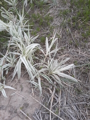 Arundo donax versicolor