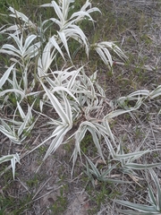 Arundo donax versicolor