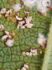 Phloeospora ulmi