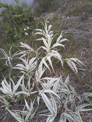 Arundo donax versicolor