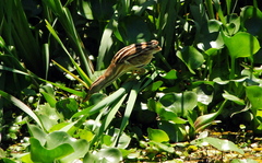 Ixobrychus involucris