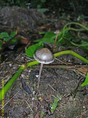 Panaeolus olivaceus