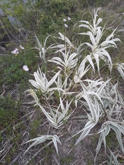 Arundo donax versicolor