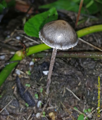 Image of Panaeolus olivaceus