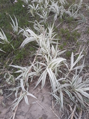 Arundo donax versicolor