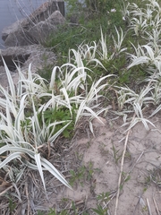 Arundo donax versicolor