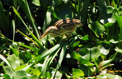 Ixobrychus involucris