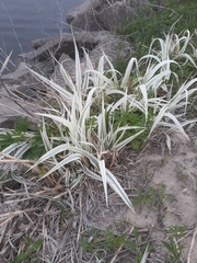 Arundo donax versicolor