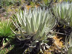 Espeletia chocontana