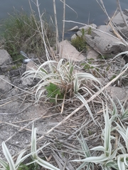 Arundo donax versicolor