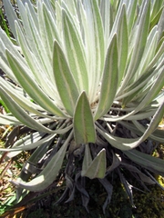 Espeletia chocontana