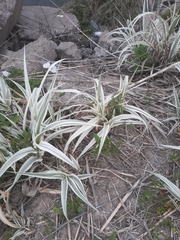 Arundo donax versicolor
