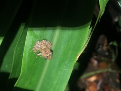 Pristimantis prolatus