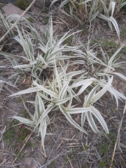 Arundo donax versicolor