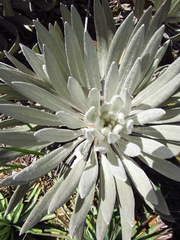 Espeletia chocontana