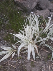Arundo donax versicolor