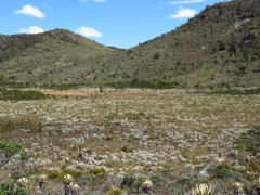 Espeletia chocontana