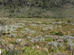 Espeletia chocontana