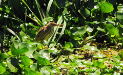 Ixobrychus involucris