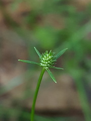 Eryngium baldwinii