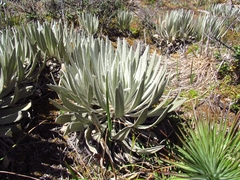 Espeletia chocontana