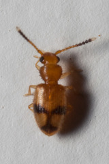 Psammoecus lancifer