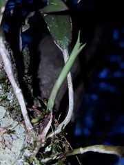 Epidendrum conopseum image