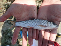 Spinibarbus hollandi