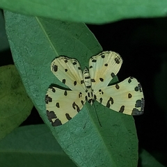 Baeotis sulphurea