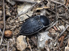 Microschatia sulcipennis