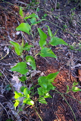 Smilax californica