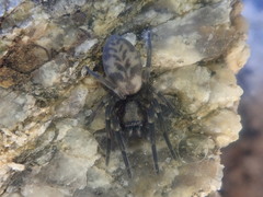 Amaurobioides picuna