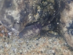 Amaurobioides picuna