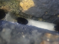 Amaurobioides picuna