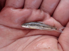 Microphysogobio alticorpus