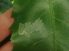 Eumetriochroa panacivermiforma