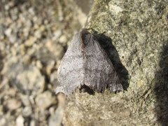 Olceclostera seraphica