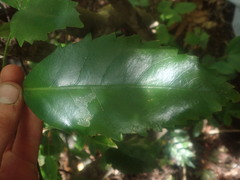 Eumetriochroa panacivermiforma