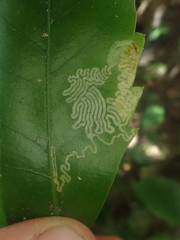 Eumetriochroa panacivermiforma