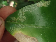 Eumetriochroa panacivermiforma