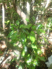 Eumetriochroa panacivermiforma