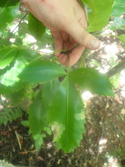 Eumetriochroa panacivermiforma