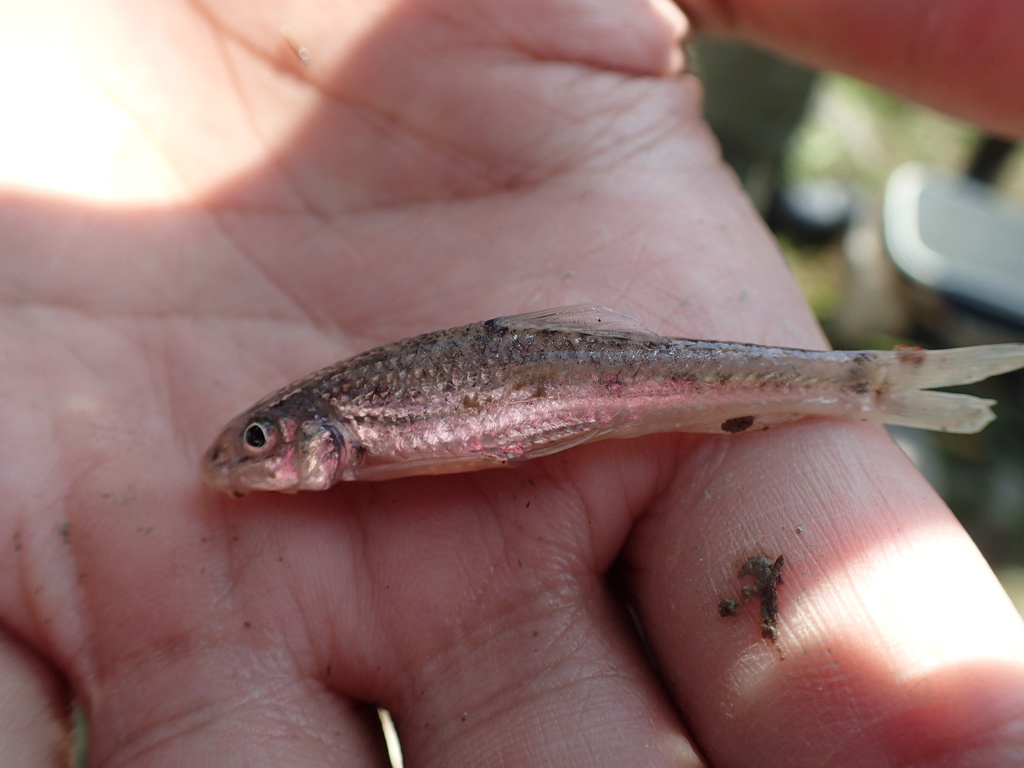 Taiwan Eight-Whisker Gudgeon