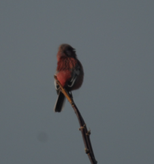 Carpodacus sibiricus