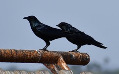 Corvus imparatus