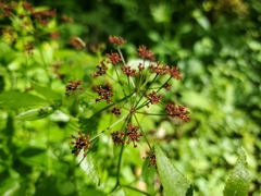 Thaspium trifoliatum trifoliatum