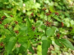 Thaspium trifoliatum trifoliatum