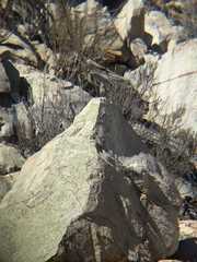 Pteroptochos megapodius