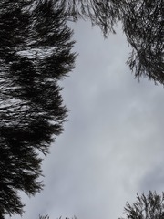 Genoplesium nigricans